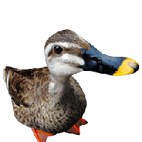 Duck Transparent Background Transparent HQ PNG Download | FreePNGImg