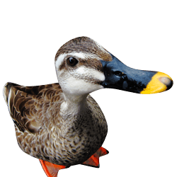 Duck Png Image Transparent PNG Image