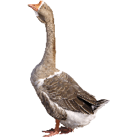 Goose Png Image Transparent PNG Image