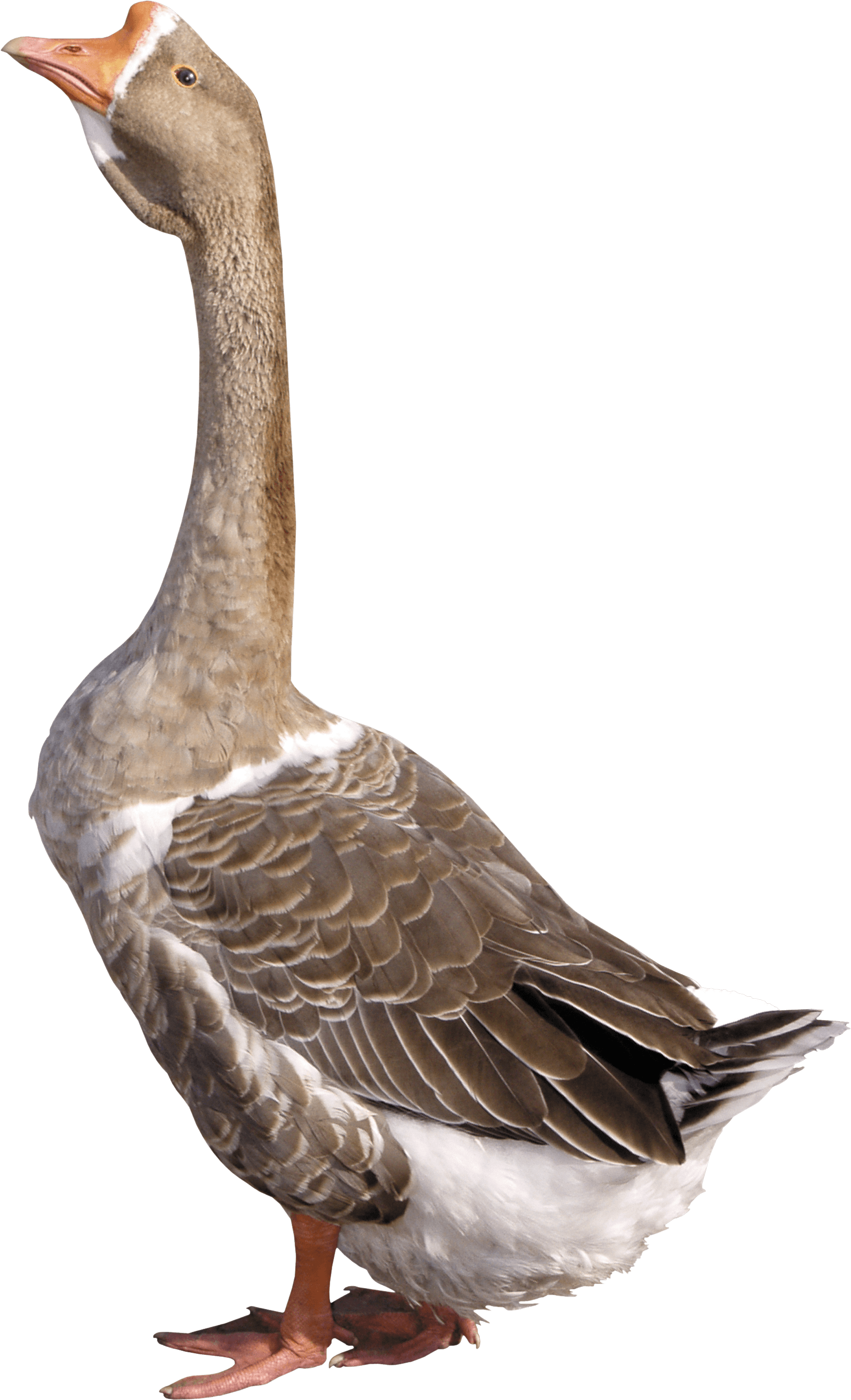 Goose Png Image PNG Image