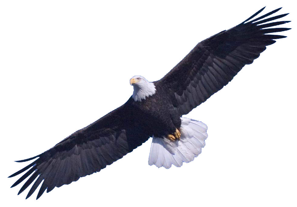 Bald Eagle Free Download Png PNG Image