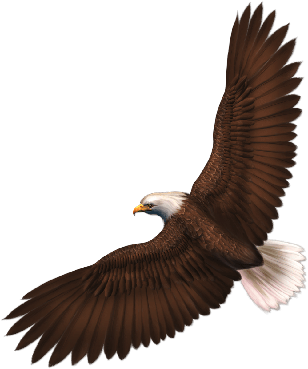 Eagle Png Image With Transparency Download PNG Image