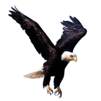 Eagle Png 8 PNG