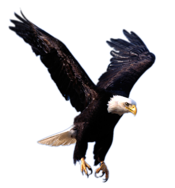 Eagle Png 8 PNG Image