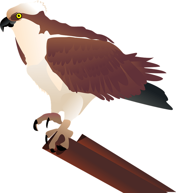 Eagle Sitting Free Download PNG HQ PNG Image