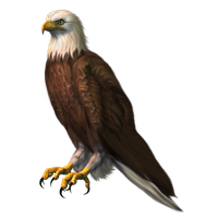 Eagle Sitting Free HQ Image PNG