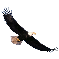 Eagle Png Image Download