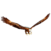 Eagle Png Image Download