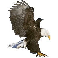 Eagle Png Image Download Transparent HQ PNG Download | FreePNGimg