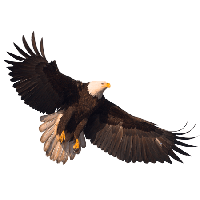 Eagle Png Image Download Transparent HQ PNG Download | FreePNGimg