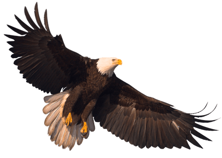 Eagle Png Image With Transparency Download PNG Image