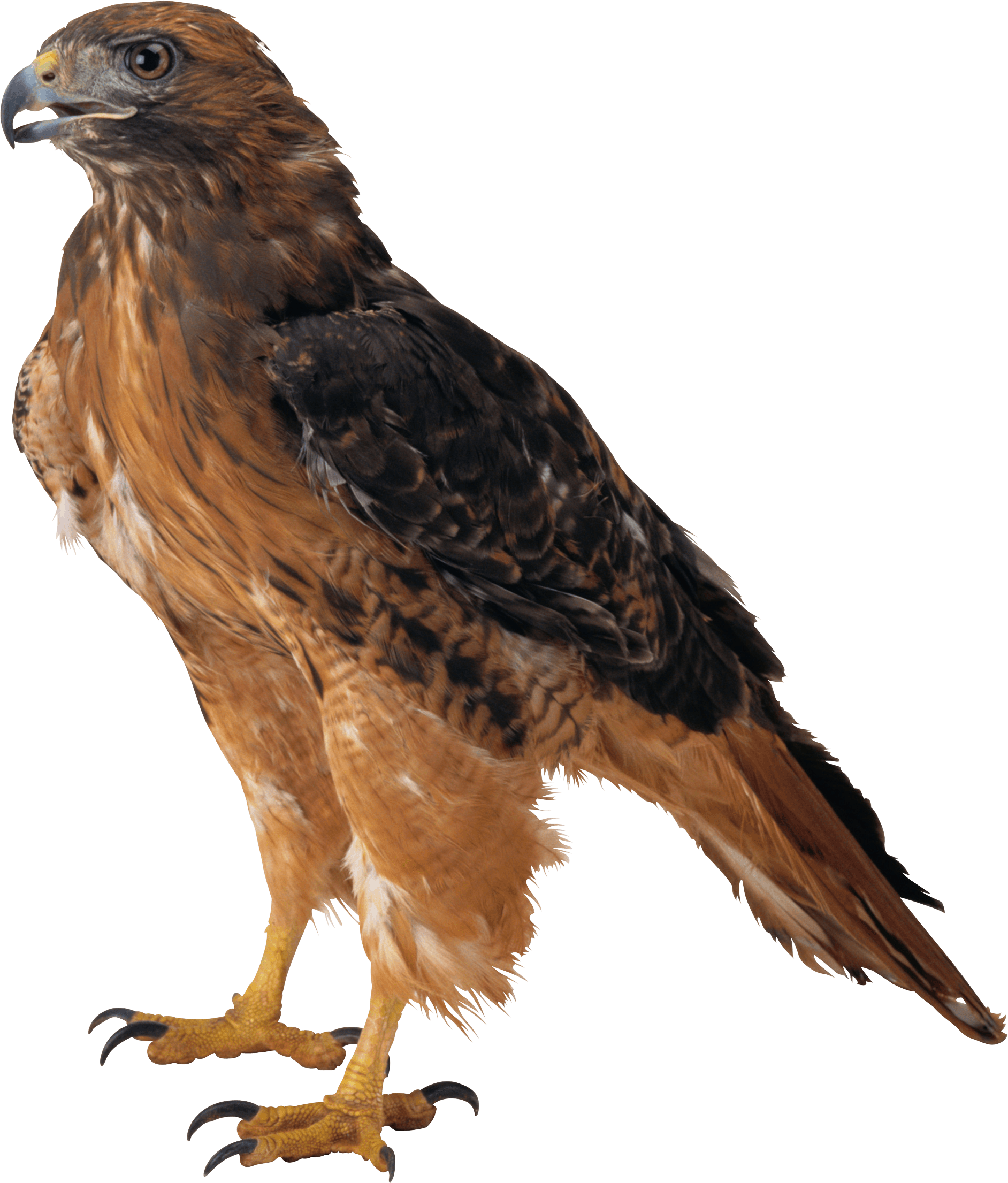 Eagle Png Image Download Transparent PNG Image