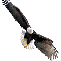 Bald Eagle Transparent Transparent PNG Image
