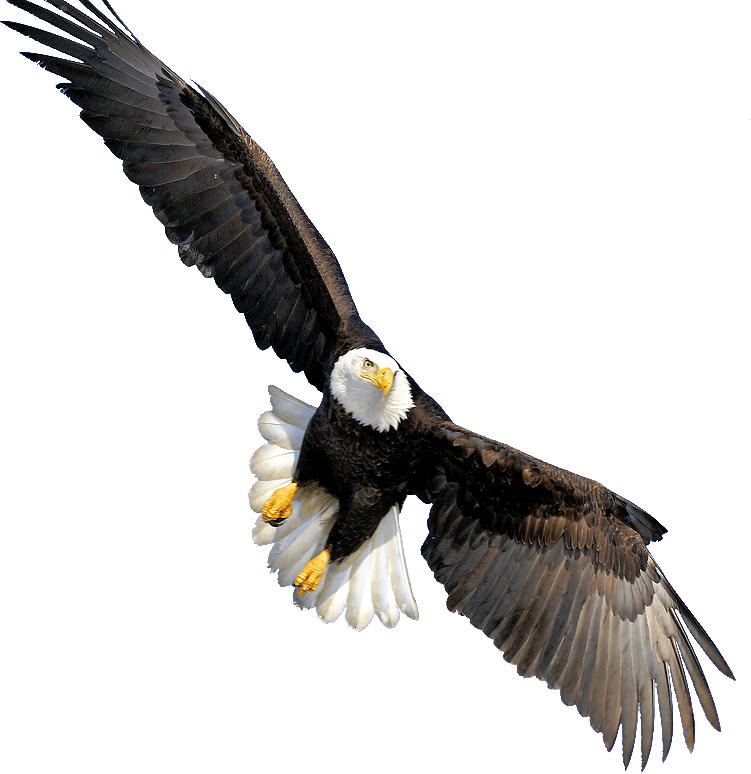 Bald Eagle Transparent PNG Image