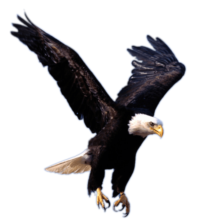 Flying Eagle Png Image Download PNG Image