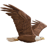 Soaring Eagle Transparent Image PNG