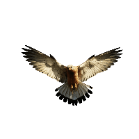 Eagle Png Image Download PNG