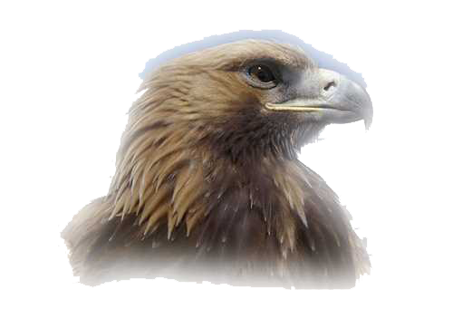 Eagle Head Clipart PNG Image