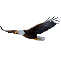 Flying Eagle File PNG