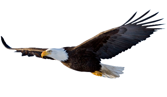 Flying Eagle File PNG Image