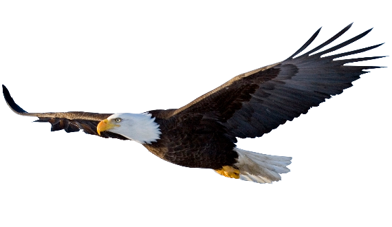 Flying Eagle File Transparent PNG Image