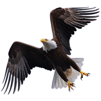 Download Eagle Free PNG photo images and clipart | FreePNGImg