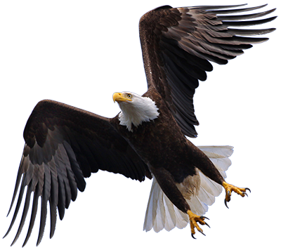 Flying Eagle Hd PNG Image