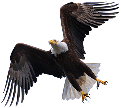 Download Flying Eagle Hd HQ PNG Image | FreePNGImg