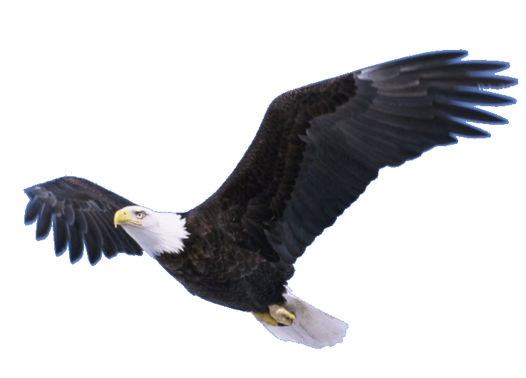 Download Flying Eagle Transparent HQ PNG Image | FreePNGImg