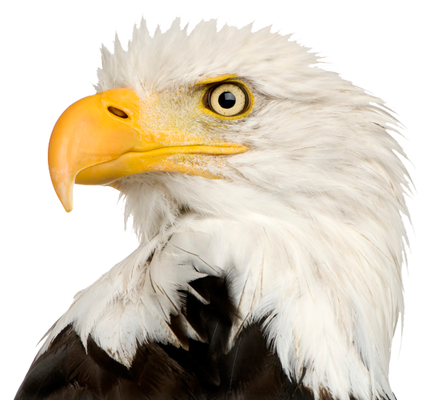 Eagle Head File PNG Image