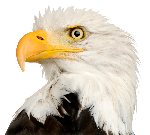 eagle face png