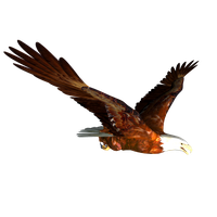 Soaring Eagle PNG