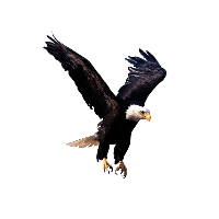 Eagle Png Image Download PNG