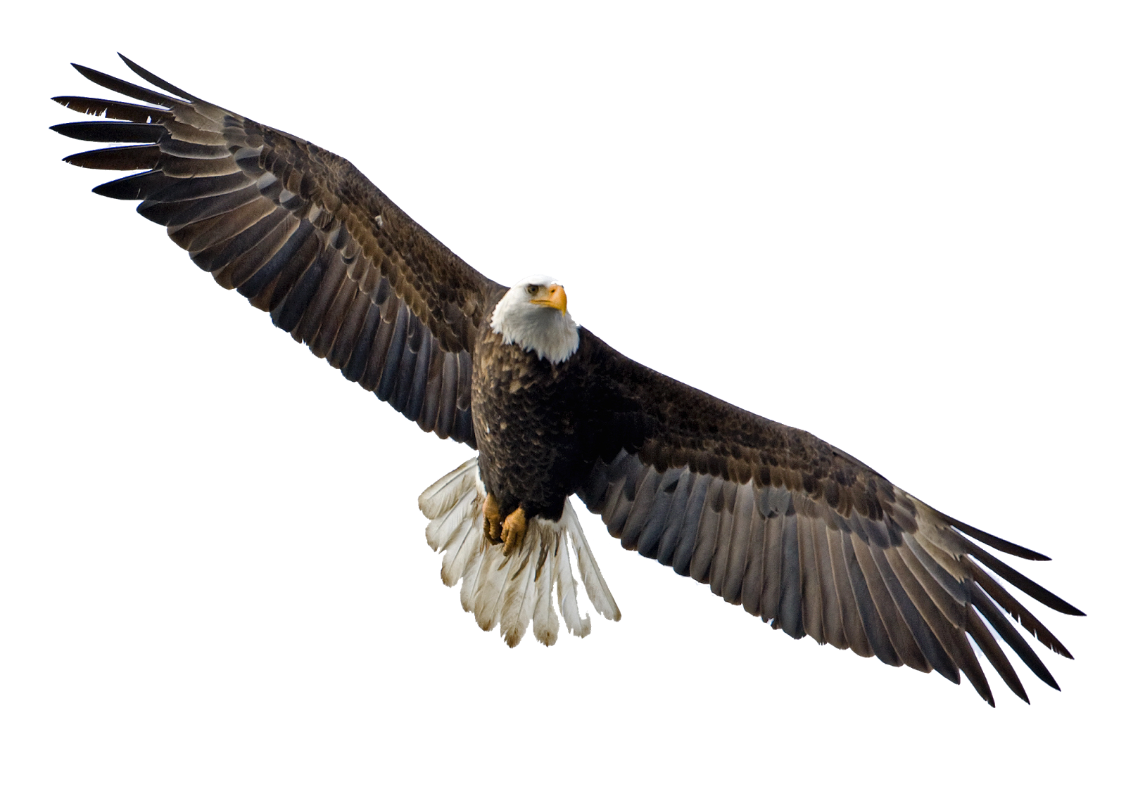 Soaring Eagle Png