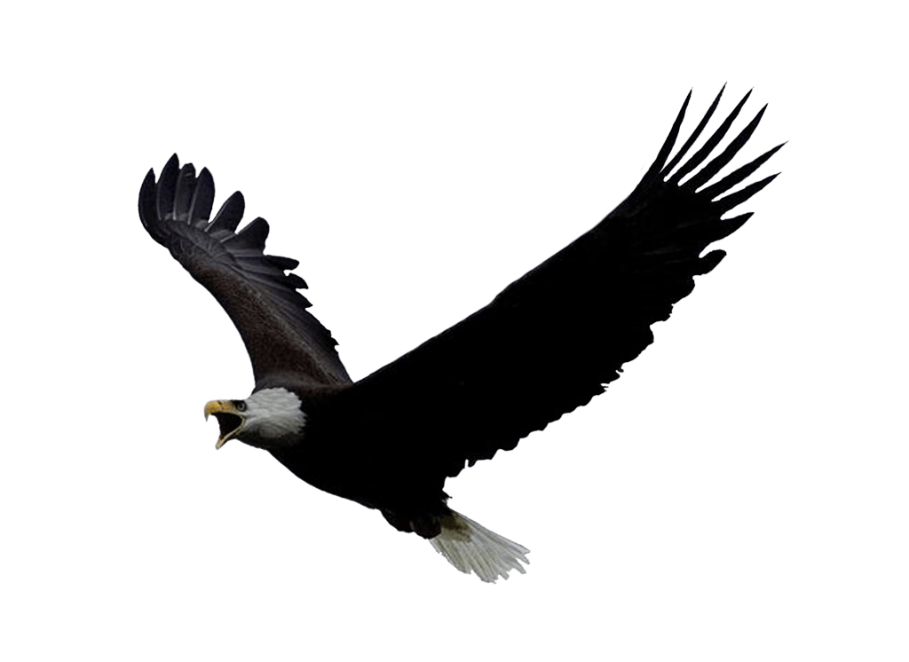 Eagle Png Image Download Transparent PNG Image