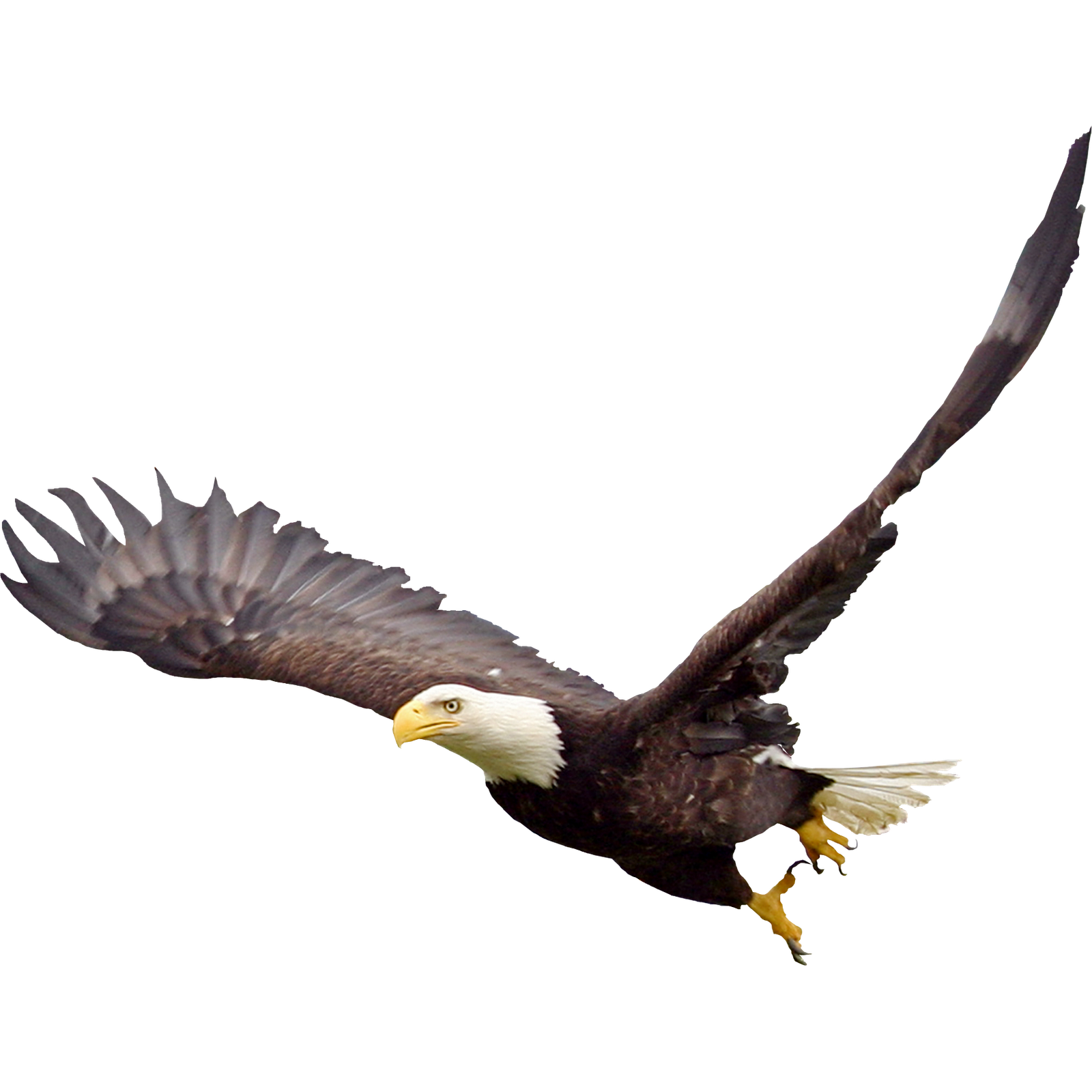 Bald Eagle Png Image PNG Image