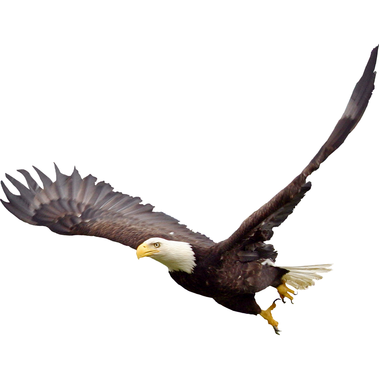 Download Bald Eagle Png Image HQ PNG Image | FreePNGImg