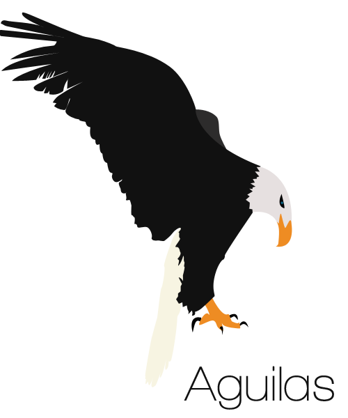 Eagle Bald Euclidean Vector Graphics Logo PNG Image