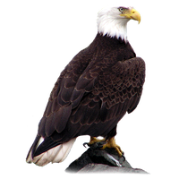 Bald Eagle Picture PNG