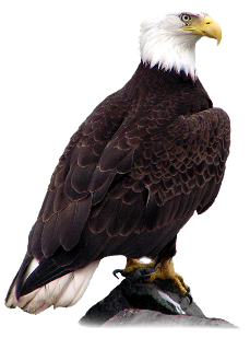 Download Bald Eagle Picture HQ PNG Image | FreePNGImg