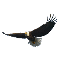 Bald Eagle Free Png Image PNG