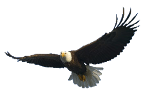 Bald Eagle Free Png Image PNG Image