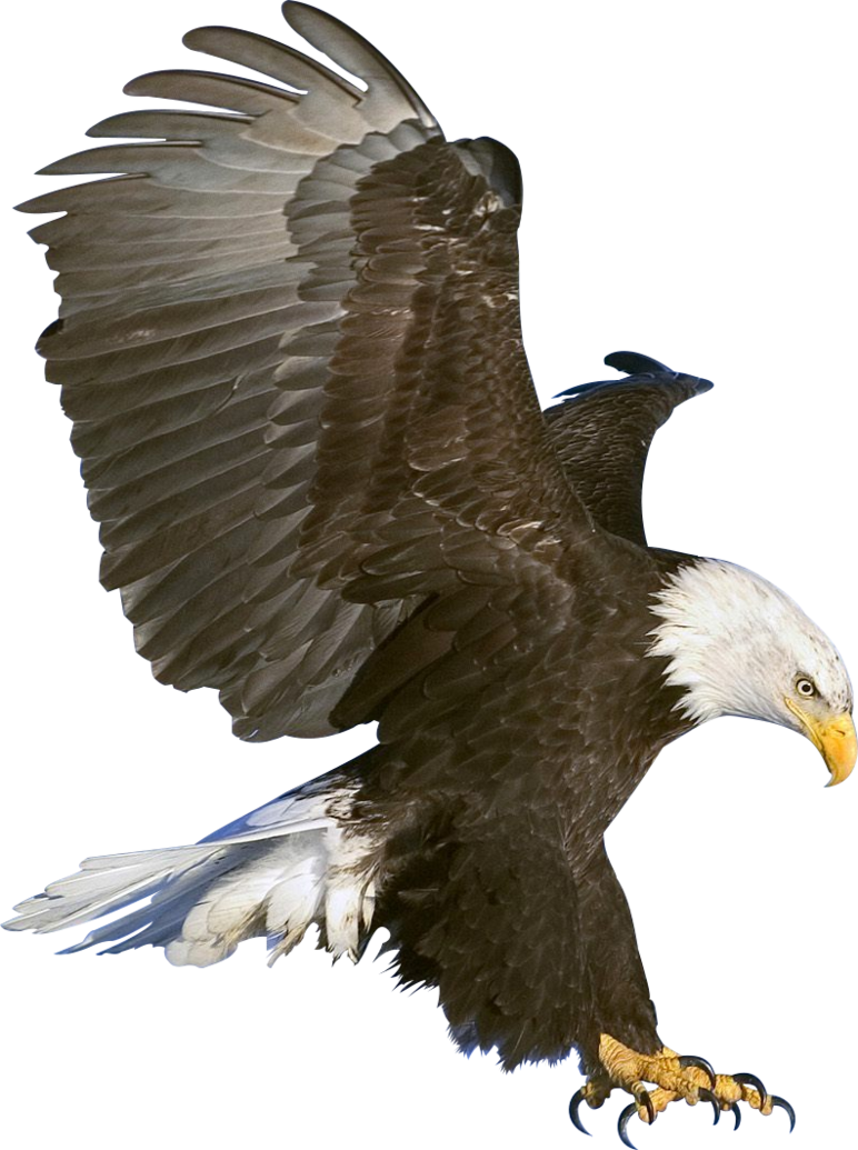 Eagle Png 6 PNG Image