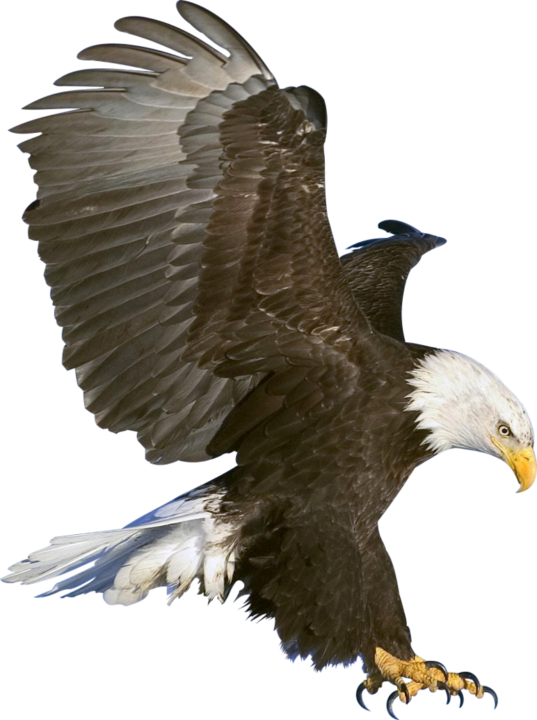 Eagle PNG Clip Art - Best WEB Clipart