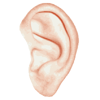 Listening Ear Transparent HQ PNG Download | FreePNGImg