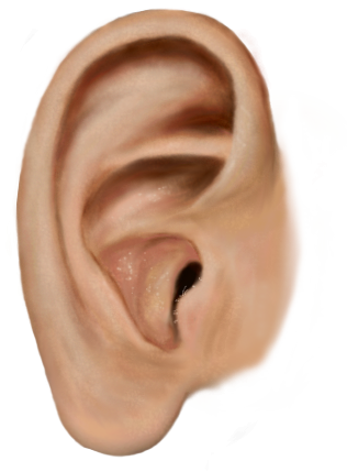Ear Picture PNG Image