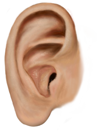 Ear Picture Transparent PNG Image