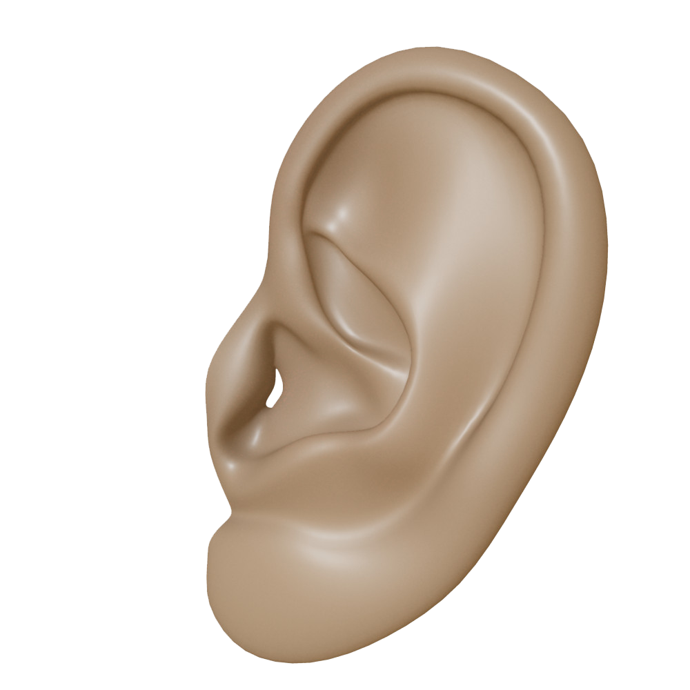 Ear Png Clipart PNG Image