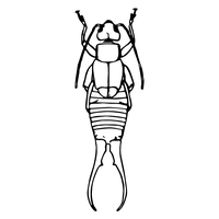 Earwig Transparent PNG Image