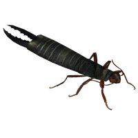 Earwig